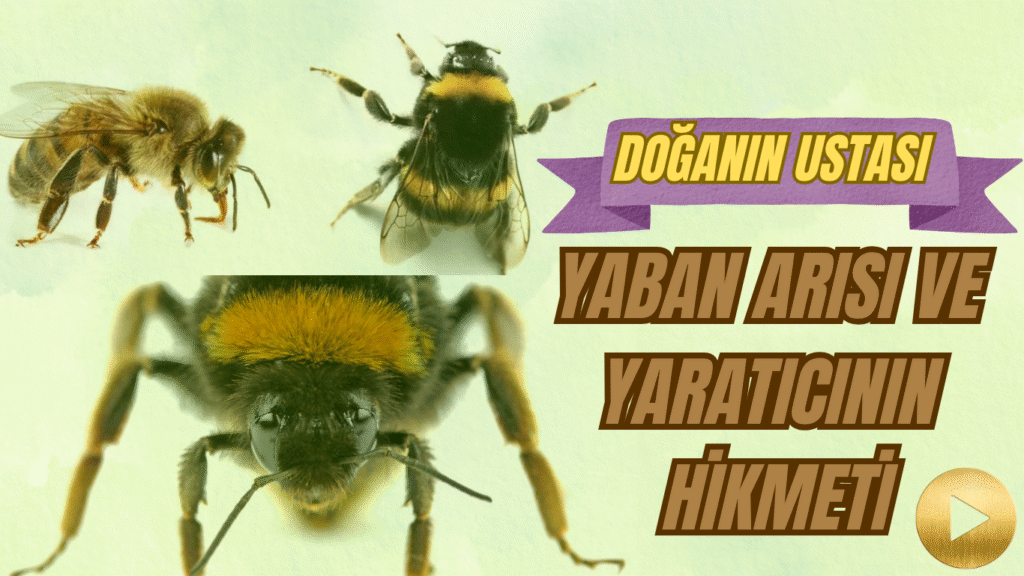 Doğanın Ustası: Yaban Arısı ve Yaratıcının Hikmeti