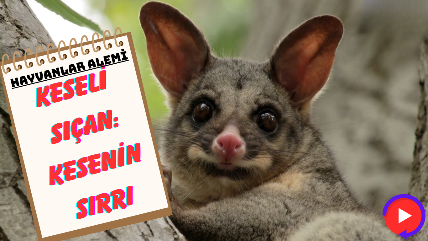 KESELİ SIÇAN: KESENİN SIRRI