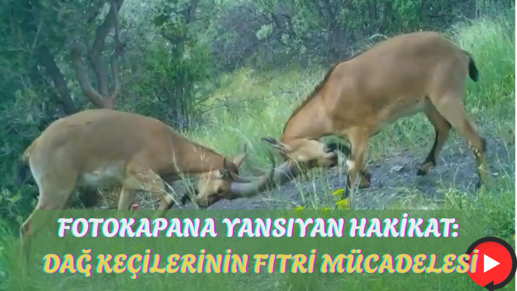 Fotokapana Yansıyan Hakikat: Dağ Keçilerinin Fıtri Mücadelesi