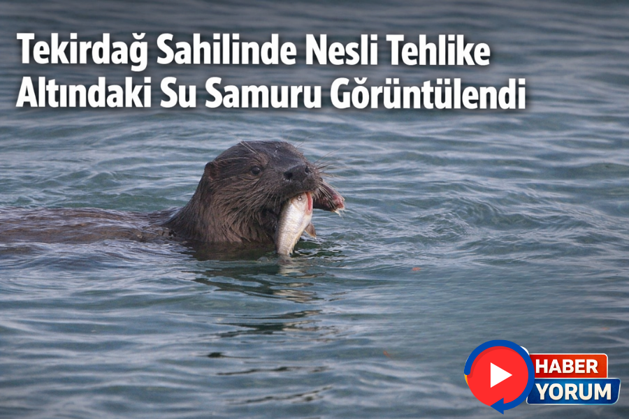 Tekirdağ Sahilinde Nesli Tehlike Altındaki Su Samuru Görüntülendi