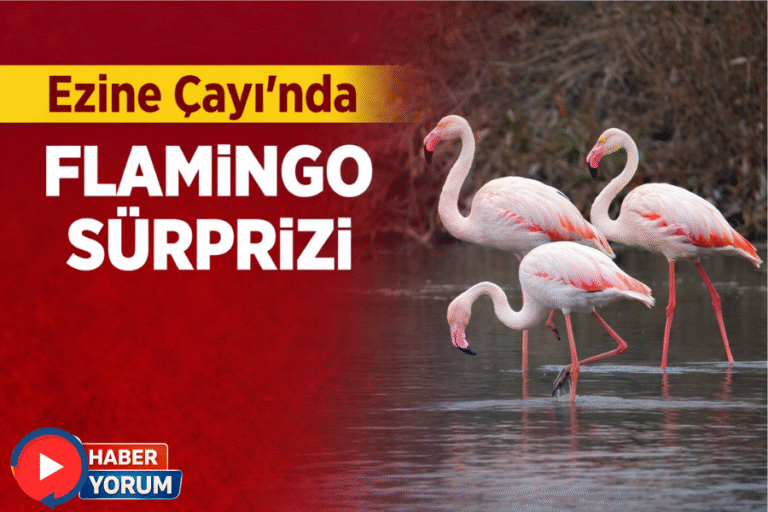 Ezine Çayı’nda Flamingo Sürprizi