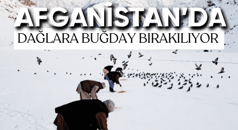 Kış Aylarında Kuşlara Yem Bırakan Afganlılar