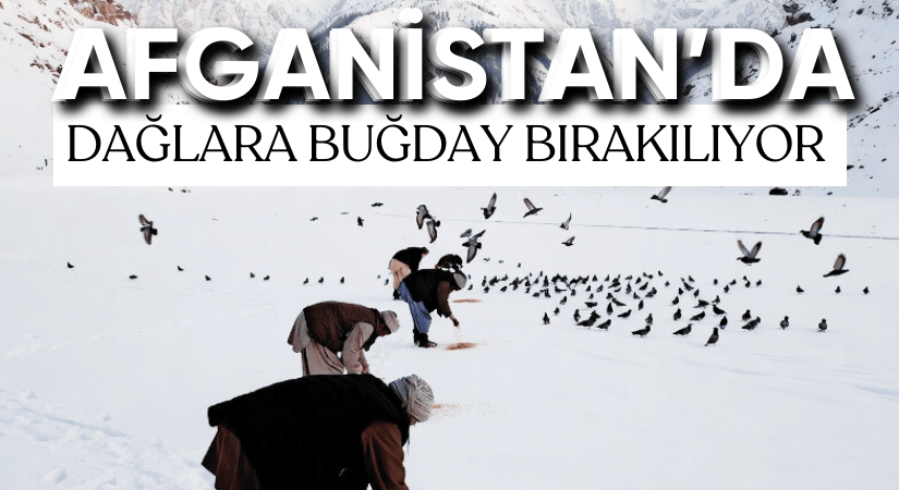 Kış Aylarında Kuşlara Yem Bırakan Afganlılar