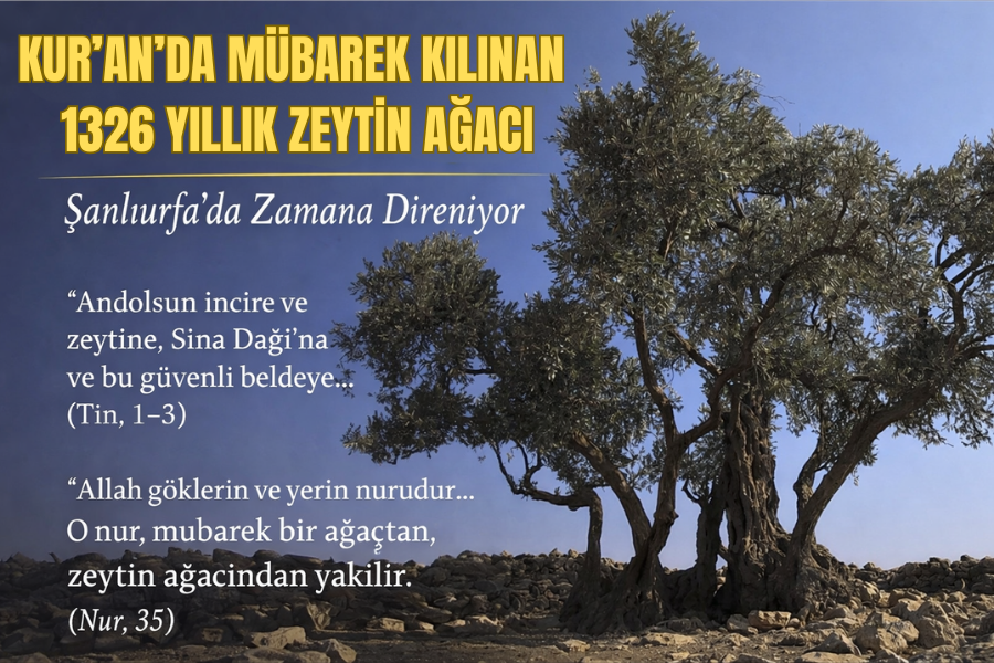 Asırlık Şahit: Kur’an’da Mübarek Kılınan Zeytin, Şanlıurfa’da Zamana Direniyor