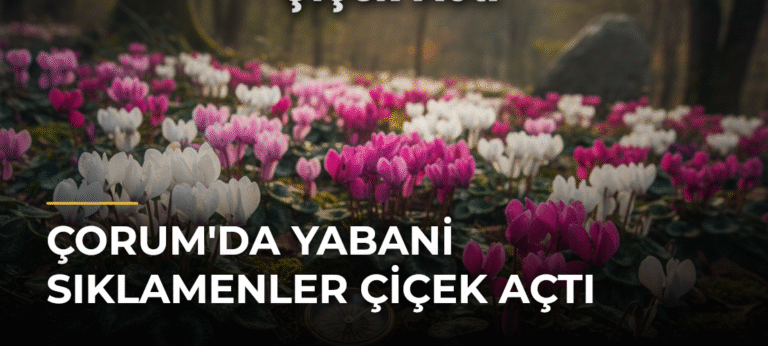 Çorum’da Yabani Sıklamenler Çiçek Açtı