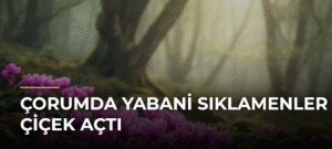 Çorumda Yabani Sıklamenler Çiçek Açtı