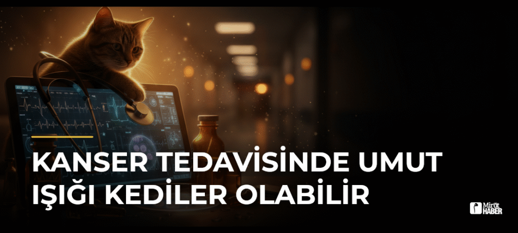 Kanser Tedavisinde Umut Işığı Kediler Olabilir