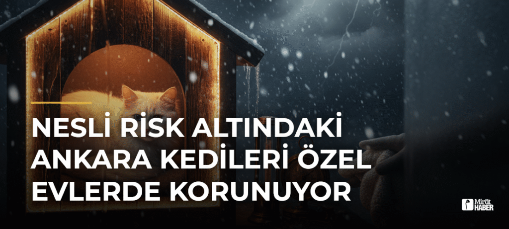 Nesli Risk Altındaki Ankara Kedileri Özel Evlerde Korunuyor