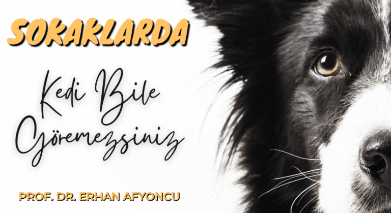 Erhan Afyoncu’dan Sokak Hayvanları Açıklaması