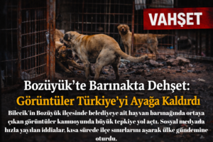 Bozüyük’te Barınakta Dehşet: Görüntüler Türkiye’yi Ayağa Kaldırdı