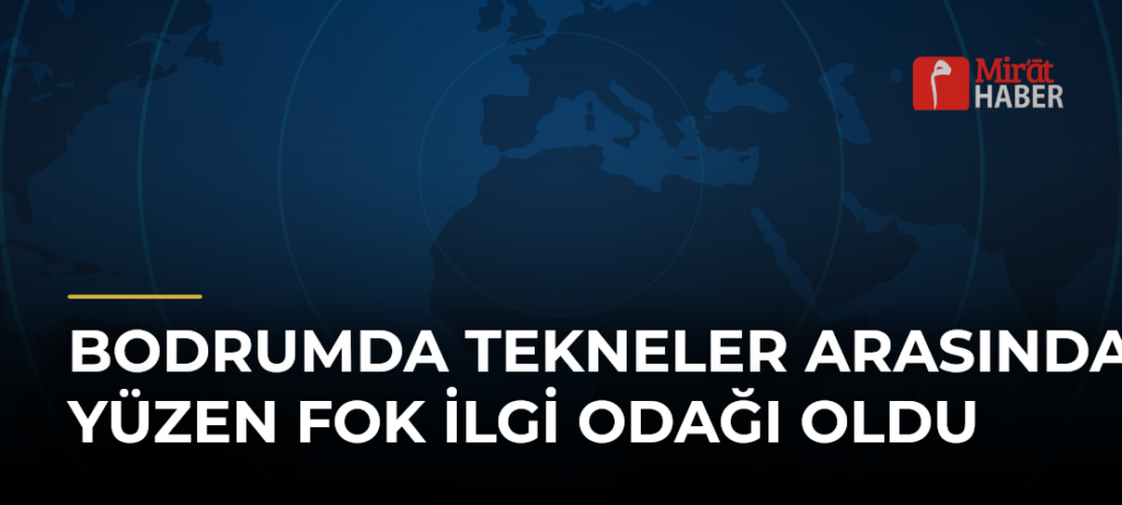 Bodrumda Tekneler Arasında Yüzen Fok İlgi Odağı Oldu