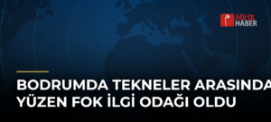 Bodrumda Tekneler Arasında Yüzen Fok İlgi Odağı Oldu