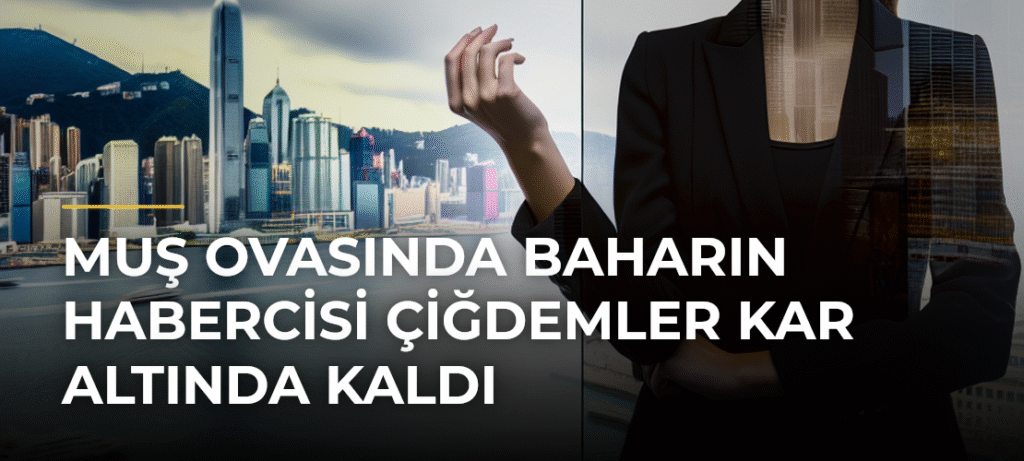 Muş Ovasında Baharın Habercisi Çiğdemler Kar Altında Kaldı