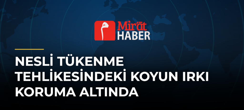 Nesli Tükenme Tehlikesindeki Koyun Irkı Koruma Altında