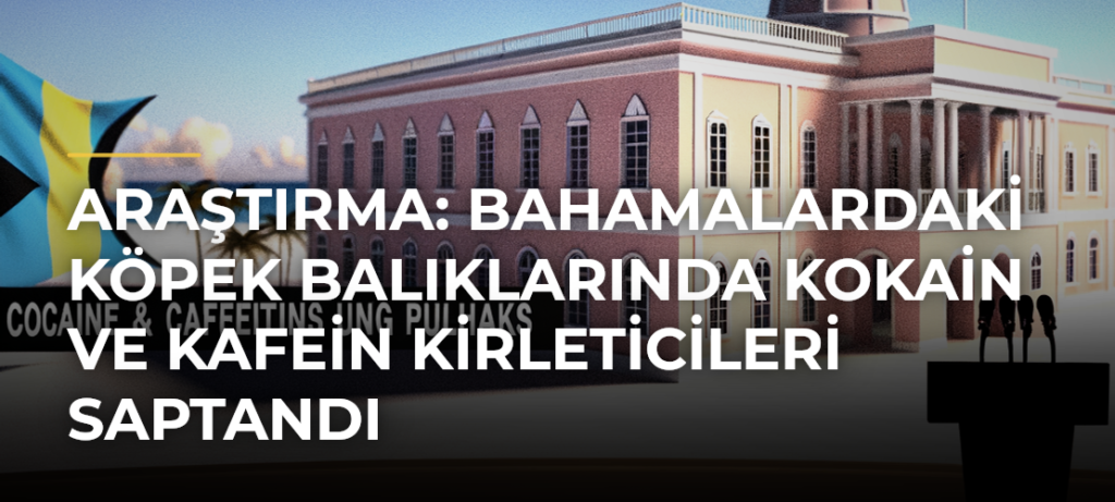 Araştırma: Bahamalardaki köpek balıklarında kokain ve kafein kirleticileri saptandı