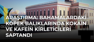 Araştırma: Bahamalardaki köpek balıklarında kokain ve kafein kirleticileri saptandı