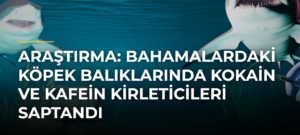 Araştırma: Bahamalardaki köpek balıklarında kokain ve kafein kirleticileri saptandı