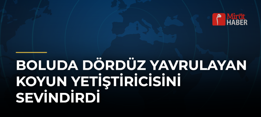 Boluda Dördüz Yavrulayan Koyun Yetiştiricisini Sevindirdi