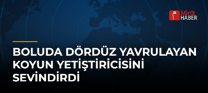 Boluda Dördüz Yavrulayan Koyun Yetiştiricisini Sevindirdi