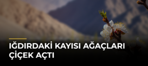 Iğdırdaki kayısı ağaçları çiçek açtı