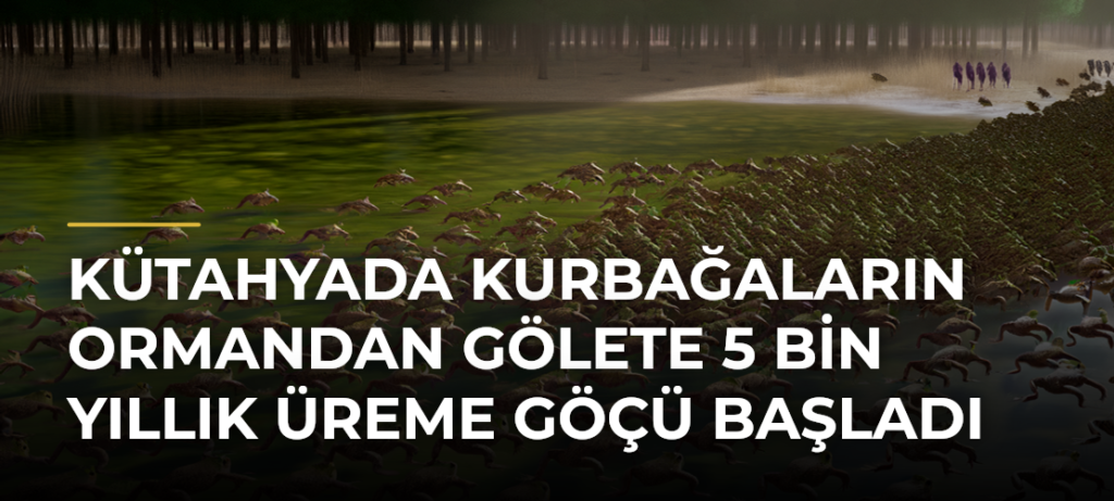 Kütahyada kurbağaların ormandan gölete 5 bin yıllık üreme göçü başladı