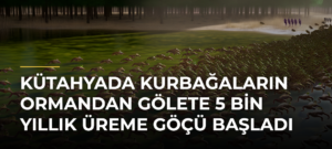 Kütahyada kurbağaların ormandan gölete 5 bin yıllık üreme göçü başladı