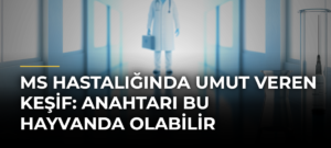 MS hastalığında umut veren keşif: Anahtarı bu hayvanda olabilir
