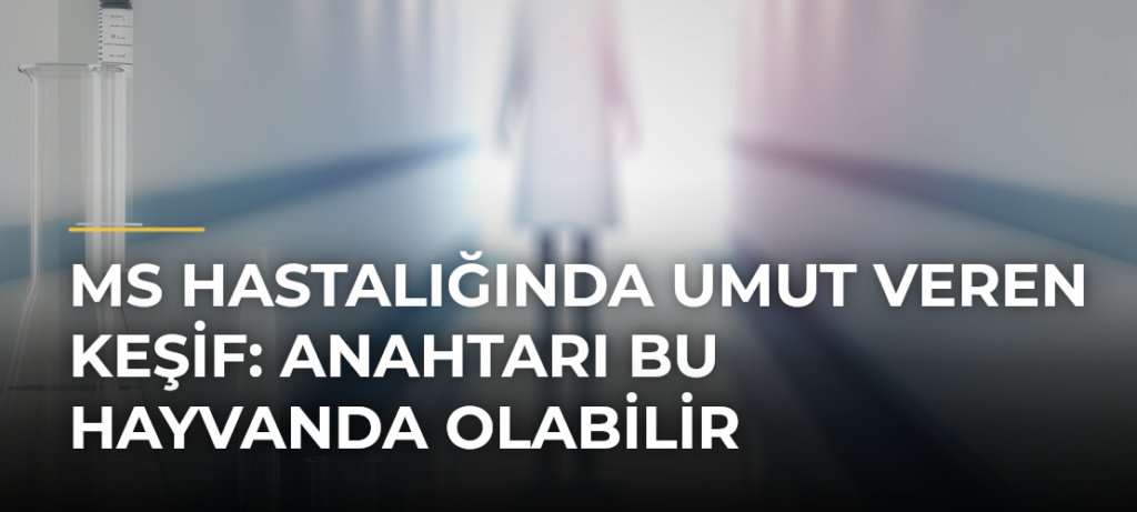 MS hastalığında umut veren keşif: Anahtarı bu hayvanda olabilir