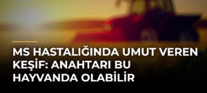 MS hastalığında umut veren keşif: Anahtarı bu hayvanda olabilir