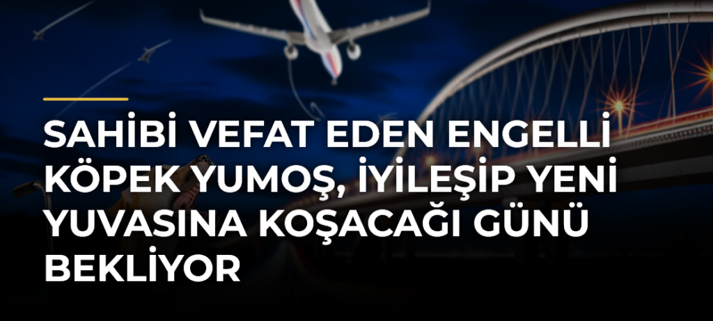 Sahibi Vefat Eden Engelli Köpek Yumoş, İyileşip Yeni Yuvasına Koşacağı Günü Bekliyor