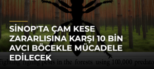 Sinop’ta çam kese zararlısına karşı 10 bin avcı böcekle mücadele edilecek