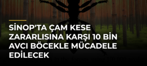 Sinop’ta çam kese zararlısına karşı 10 bin avcı böcekle mücadele edilecek