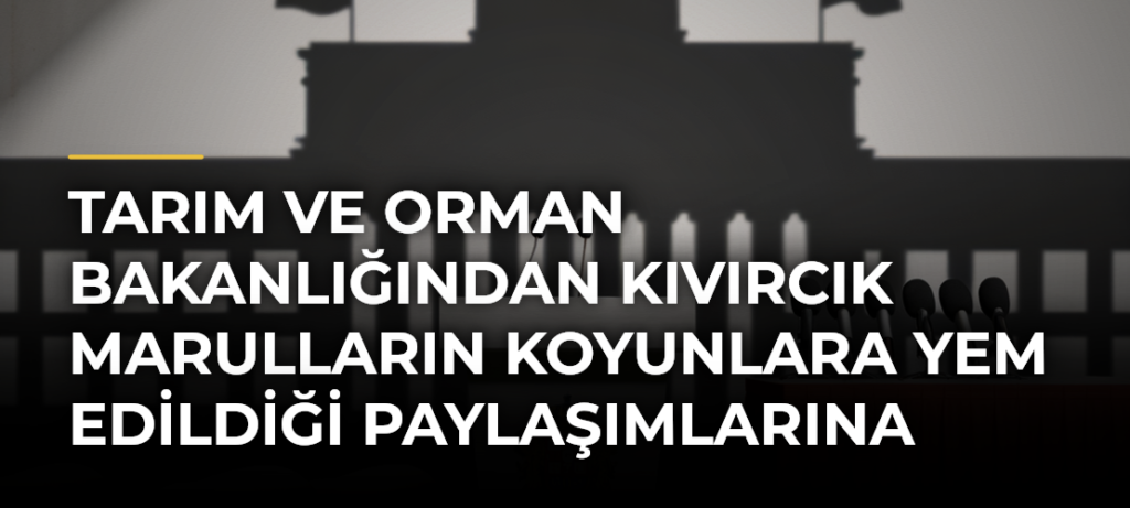 Tarım ve Orman Bakanlığından kıvırcık marulların koyunlara yem edildiği paylaşımlarına yanıt