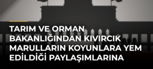 Tarım ve Orman Bakanlığından kıvırcık marulların koyunlara yem edildiği paylaşımlarına yanıt