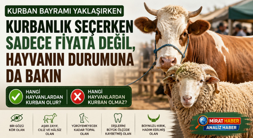 Kurbanlık Seçerken Sadece Fiyata Değil, Hayvanın Durumuna da Bakın
