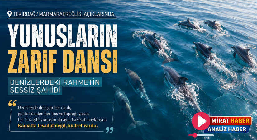 Tekirdağ Açıklarında Yunusların Zarif Dansı: Denizlerdeki Rahmetin Sessiz Şahidi