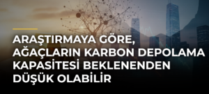 Araştırmaya göre, ağaçların karbon depolama kapasitesi beklenenden düşük olabilir