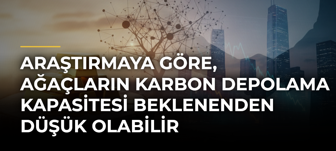 Araştırmaya göre, ağaçların karbon depolama kapasitesi beklenenden düşük olabilir