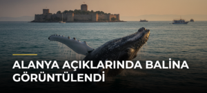 Alanya açıklarında balina görüntülendi