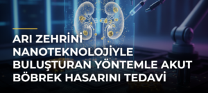 Arı zehrini nanoteknolojiyle buluşturan yöntemle akut böbrek hasarını tedavi etmeyi hedefliyorlar