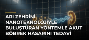 Arı zehrini nanoteknolojiyle buluşturan yöntemle akut böbrek hasarını tedavi etmeyi hedefliyorlar