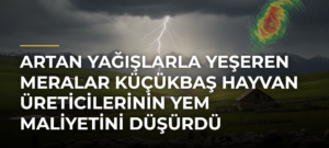 Artan yağışlarla yeşeren meralar küçükbaş hayvan üreticilerinin yem maliyetini düşürdü