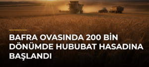 Bafra Ovasında 200 bin dönümde hububat hasadına başlandı
