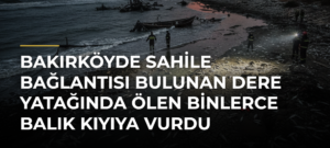 Bakırköyde sahile bağlantısı bulunan dere yatağında ölen binlerce balık kıyıya vurdu