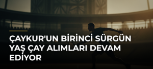 ÇAYKUR’un Birinci Sürgün Yaş Çay Alımları Devam Ediyor