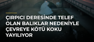 Çırpıcı Deresinde Telef Olan Balıklar Nedeniyle Çevreye Kötü Koku Yayılıyor