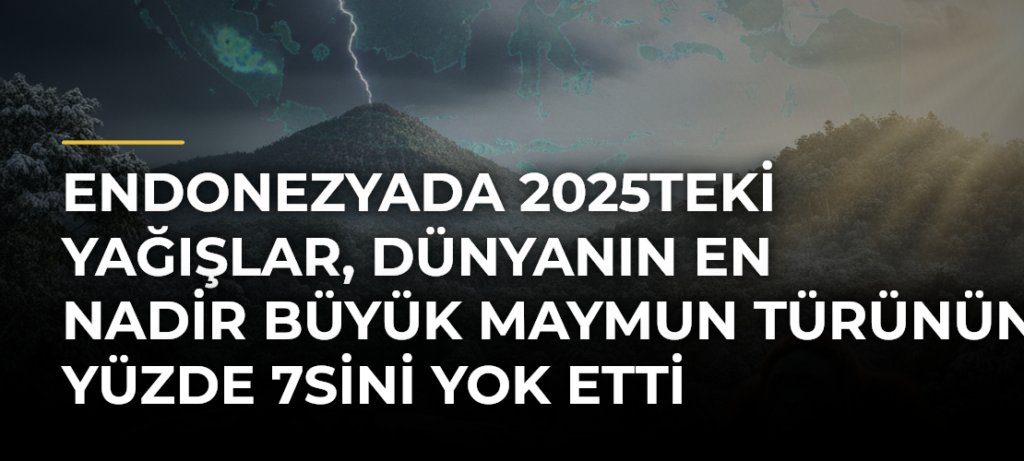 Endonezyada 2025teki yağışlar, dünyanın en nadir büyük maymun türünün yüzde 7sini yok etti