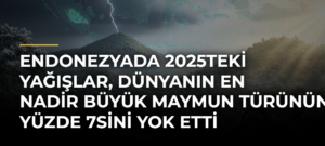 Endonezyada 2025teki yağışlar, dünyanın en nadir büyük maymun türünün yüzde 7sini yok etti