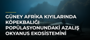 Güney Afrika kıyılarında köpekbalığı popülasyonundaki azalış okyanus ekosistemini tehdit ediyor