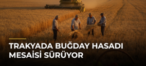 Trakyada Buğday Hasadı Mesaisi Sürüyor